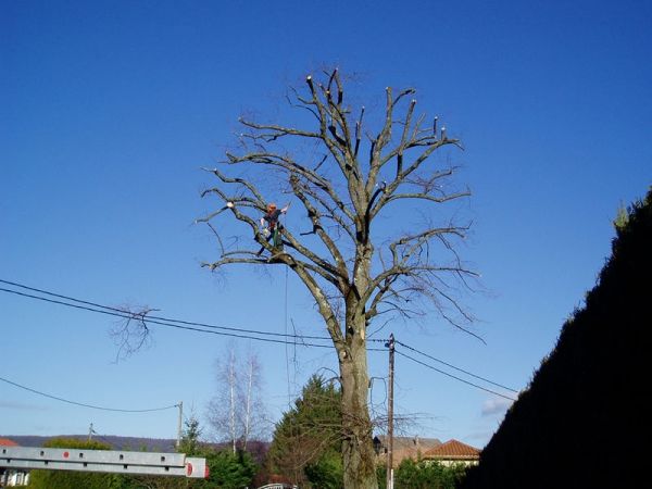 Tilleul après restructuration